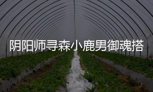 鹿男阴阳御魂搭配师寻森小
